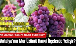 Antalya’nın Mor Üzümü Hangi İlçelerde Yetişir? Ne Zaman Yenir?