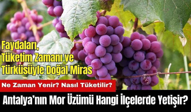 Antalya’nın Mor Üzümü Hangi İlçelerde Yetişir? Ne Zaman Yenir?